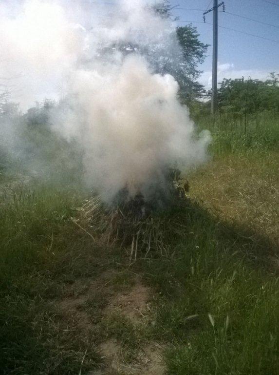 уничтожение конопли